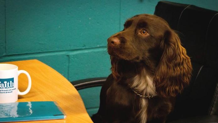Workplace pet: Charlie the Cocker Spaniel