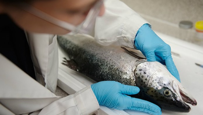 Early warning system aims to get to the heart of salmon disease