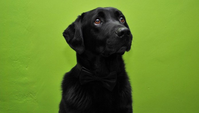 Workplace Pet: Hugo