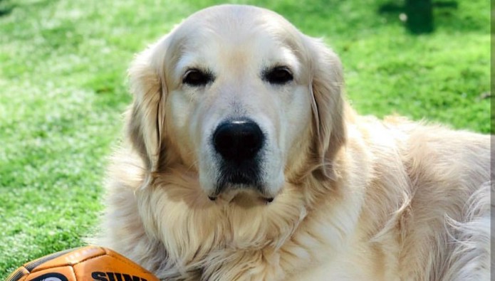 Workplace Pet: Alfie the golden retriever